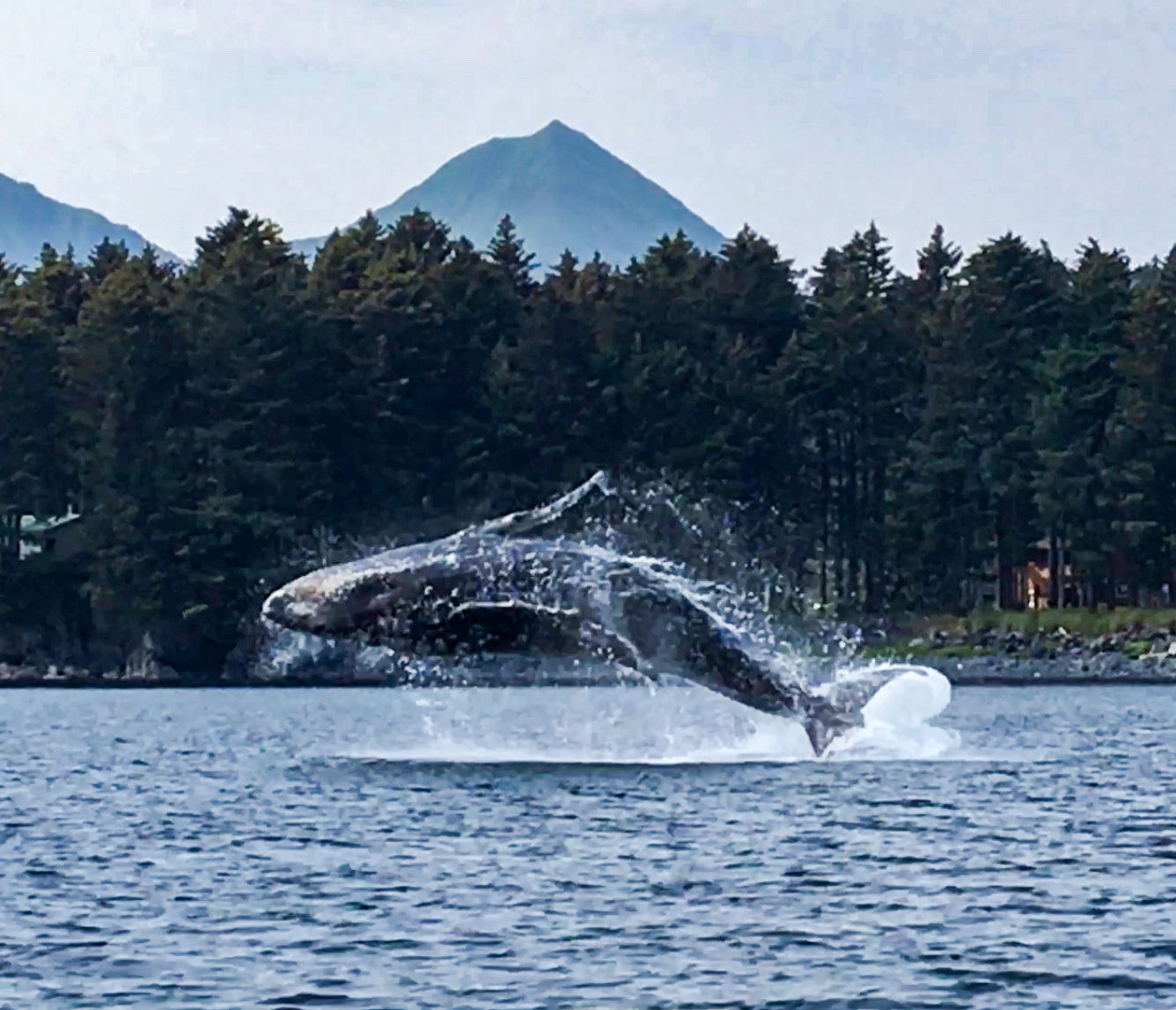 Having a 'Whale' of a Time in Kodiak
